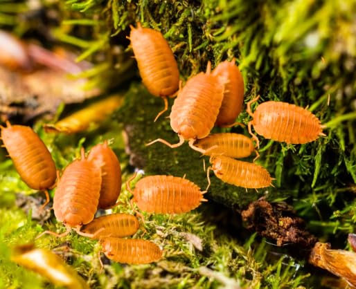 Generic Giant Orange Isopods, 15 Live, Bioactive Clean Up Crew, Terrarium/Vivarium Maintenance, Reptile, Insects, 0.0075 kg