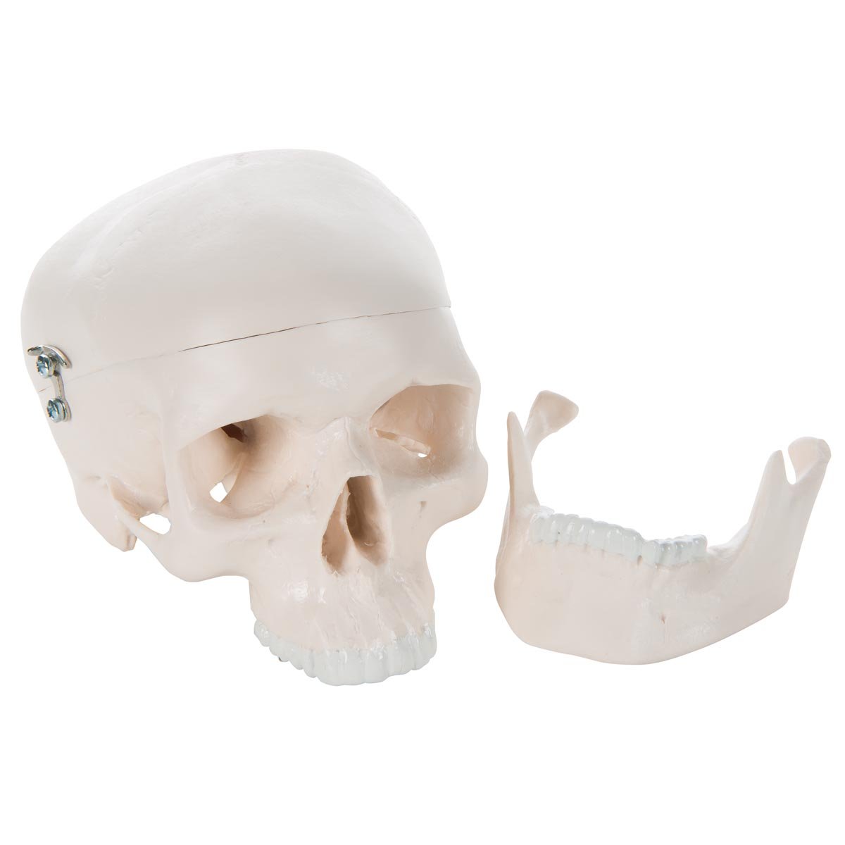 3B Scientific® Cráneo Humano Mini – Modelo Anatómico Compacto de 3 Partes + Smart Anatomy App (Garantía de 5 Años)