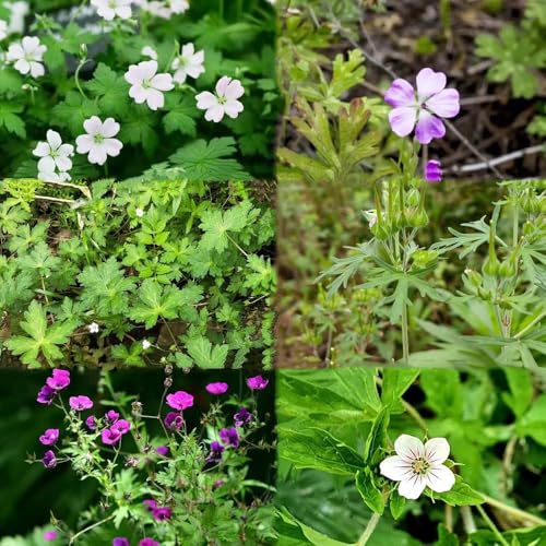 geranio resistente - semi - serie di rari decorativi giardino interni balcone resistente geranio balcone resistente all'inverno semi 15pcs