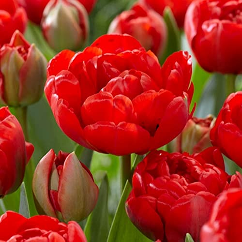 5 x Tulipa Double Red – Spring Flowering Tulip Bulbs – Perennial – Bright Red Layered Blossom – for Your Beautiful Garden