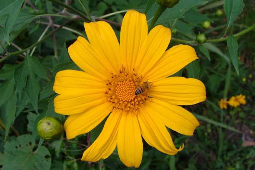 Small Package / 紫陽花＜CD＞　08250521H01T Small Package / 紫陽花＜CD＞ 08250521H01T Small Package / 紫陽花