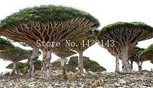 TOMHY 10 Stck Dracaena Baum Bonsai, Drachenblut Baum (Dracaena Draco)  auffllige, seltene Riesenblumen Bonsai leicht anzubauen: 4: Amazon.de:  Garten