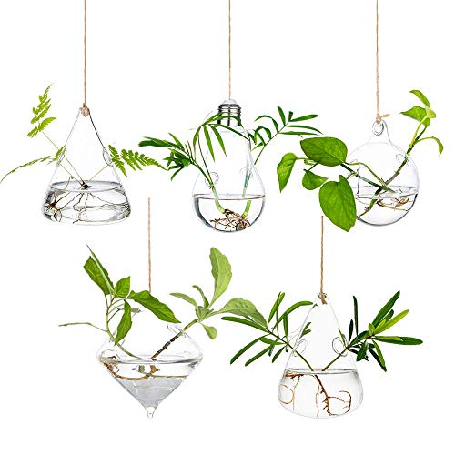 Glasseam Jardinières Suspendues en Verre Récipients pour Plantes Aquatiques Terrarium Intérieur Extérieur 2 Trous 5 Pièces/Ensemble avec des Cordes Corde pour Le...