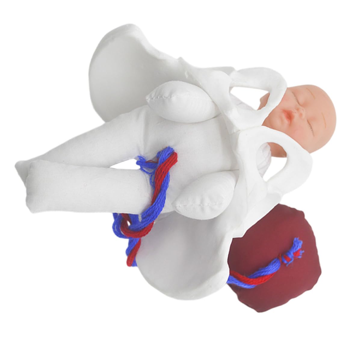 GANAZONO Modello Pelvico Infantile per Formazione Ostetrica Simulatore Processo Parto, Anatomia Pelvica Femminile Dettagliata, Strumento Educativo per Scuole di Medicina e Corsi Prenatali