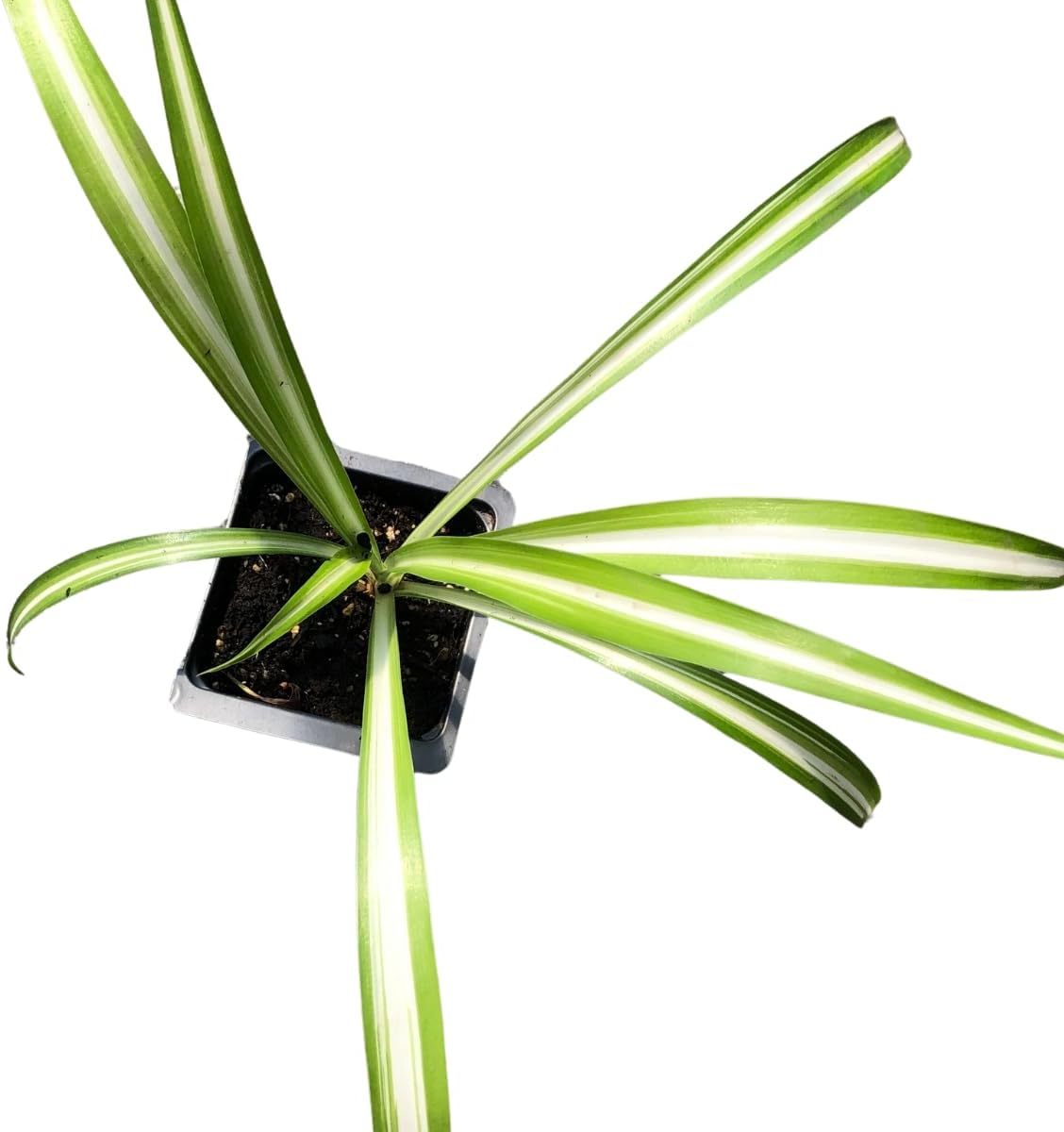 Organic Purple Heart Plant, Tradescantia pallida, Live Plant in 3-inch Pot - Purple House Plant with Magenta Flowers, Easy to Grow, Drought-Resistant by Smoke Camp Crafts