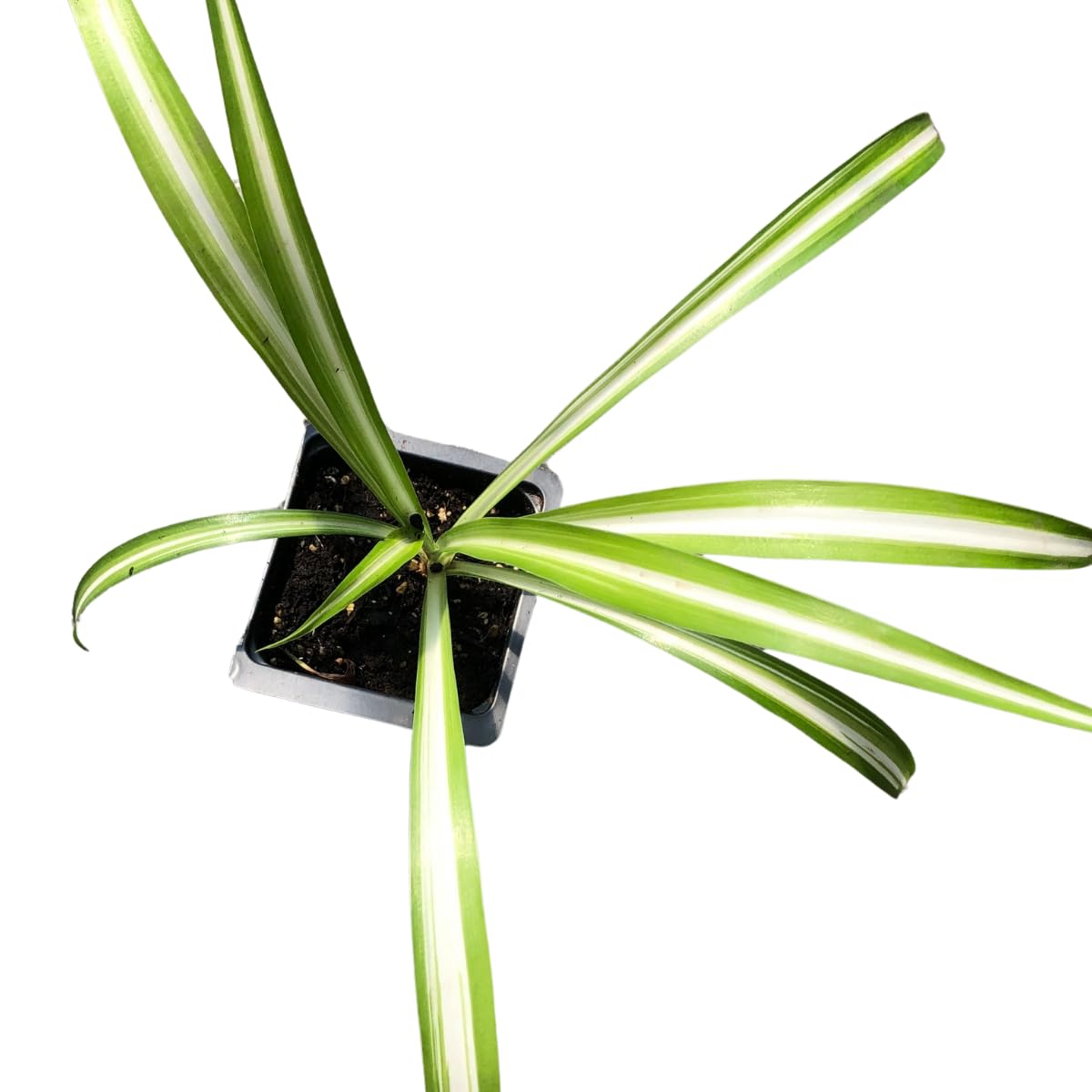 Organic Variegated Spider Plant