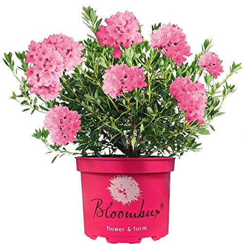 Rhododendron Bloombux Magenta ist ein winterharter blühender Immergrünstrauch für den Außenbereich im Garten.