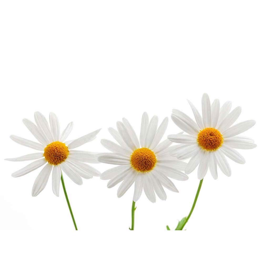 Wee Blue Coo Daisies Daisy White Flower Bloom Art Print Poster Wall Decor 12X16 Inch