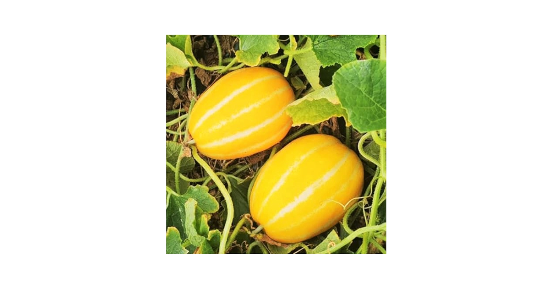 Amazon.com : TomorrowSeeds - Early Silver Line Korean Melon
