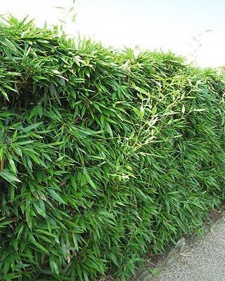 Hedging Screening Bamboo Bissetti Plants 180-240cm 6-8ft Tall Plants Grown by WorldGardenPlants (5)
