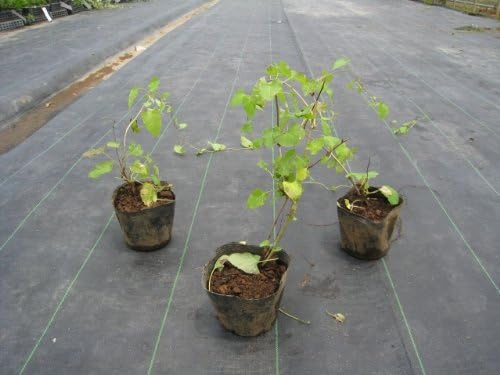 Amazon Co Jp 6か月枯れ保証 つる性 ナツユキカズラ 0 2m Diy 工具 ガーデン