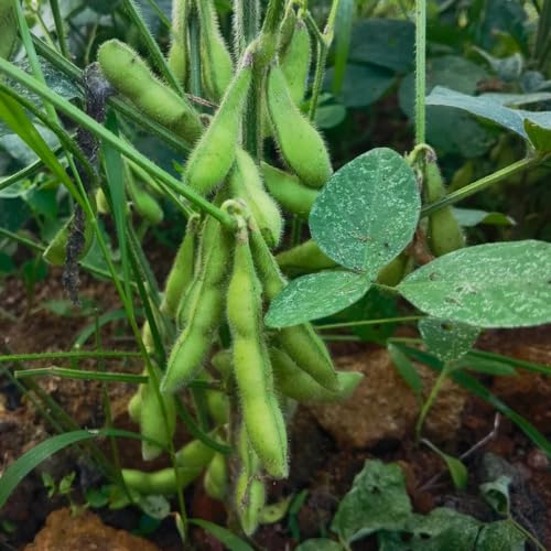 30 piezas semillas de edamame orgánicas, frijoles de edamame, semillas de hortalizas orgánicas, semillas de bonsái semillas de frijoles edamame Verduras de balcón, huerto elevado Semillas