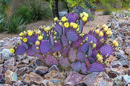 1 Purple Prickly Pear Cactus Pad, Prickly Pear Cactus Plant, Succullent Plant, 5 Inc To 7 Inc Tall, No Root #TOP4