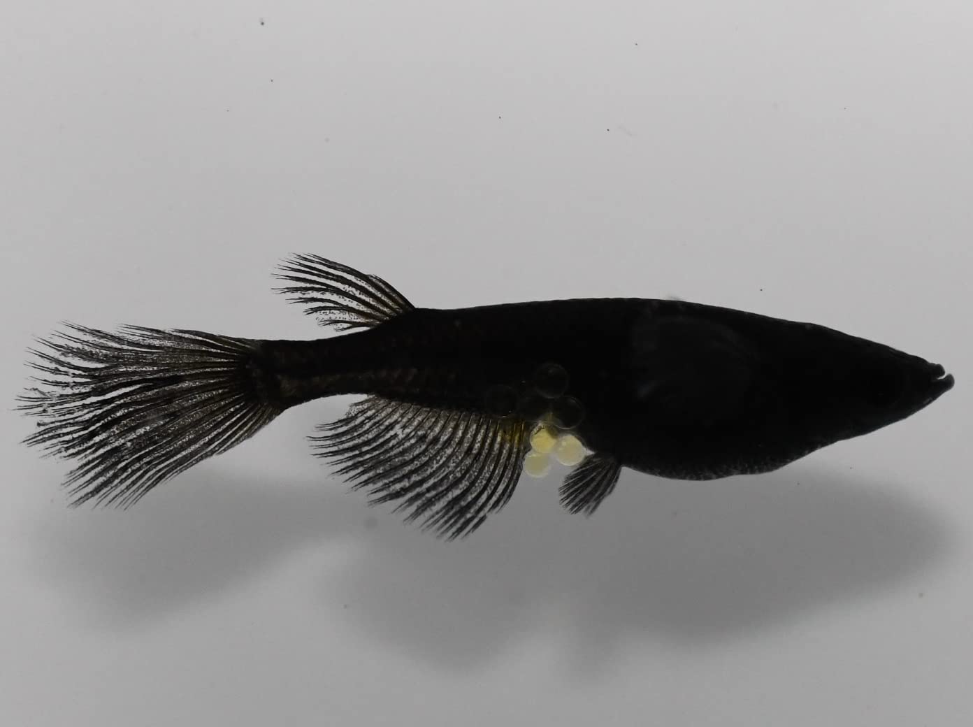 Amazon | 改良めだか研究販売-EGめだか オロチ めだか 稚魚 (10匹 