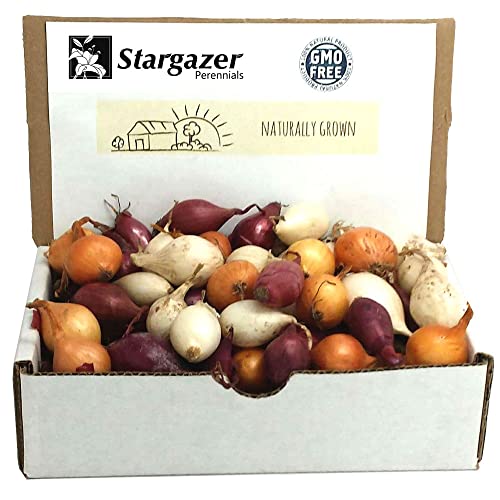 Non-GMO Onion Sets, 8 oz, Red, White, Yellow Mix, 60+ Bulbs, Home Garden Assortment, Planting Guide...