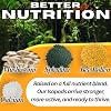 Armadillidium Gestroi Isopods 12 Count Rolie Poly Insects Cleanup Feeder Crew for Terrarium Reptile Pet Food Bioactive