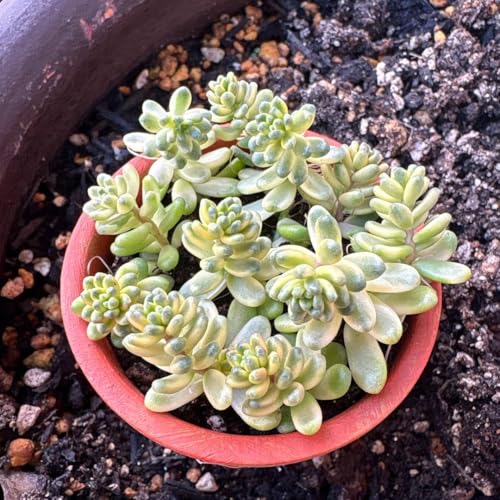 観葉植物 多肉植物 斑入り」の人気商品一覧 | 安い商品を通販サイト