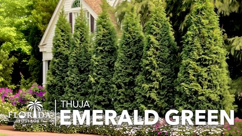 Arborvitae Emerald Green | 2 Live Gallon Size Trees | Thuja Occidentalis Smaragd | Evergreen Privacy Screening Hedge Plants