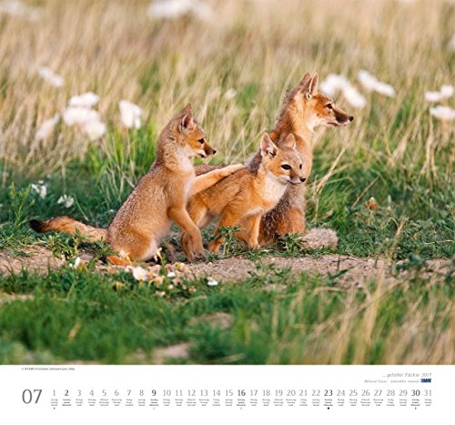Geliebte Füchse 2017