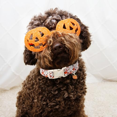 Image of Fall Dog Collar - Halloween Dog Collars-Adjustable Pumpkin & Daisy Floral Collar with Quick Release, Autumn Harvest Dogs Collars