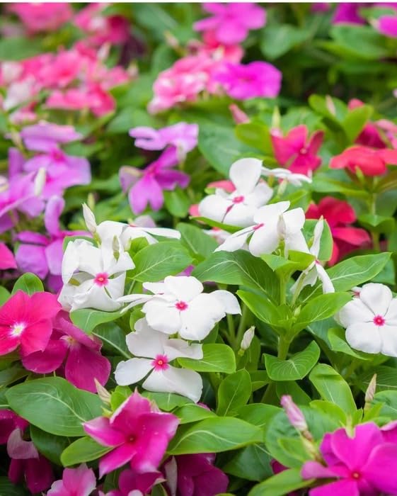 Image of Live Sadhabahar Plant with Plastic Bag | Evergreen Flowering Periwinkle Plant with White & Pink Blooms | Sadabaahar Flower Plant for Home Garden Balcony Outdoor