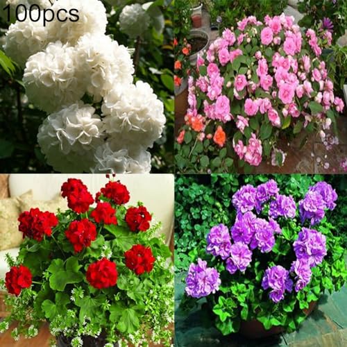 Tillandsia Samen 200 Stück - Luftpflanzen Für Garten, Balkon & Büro