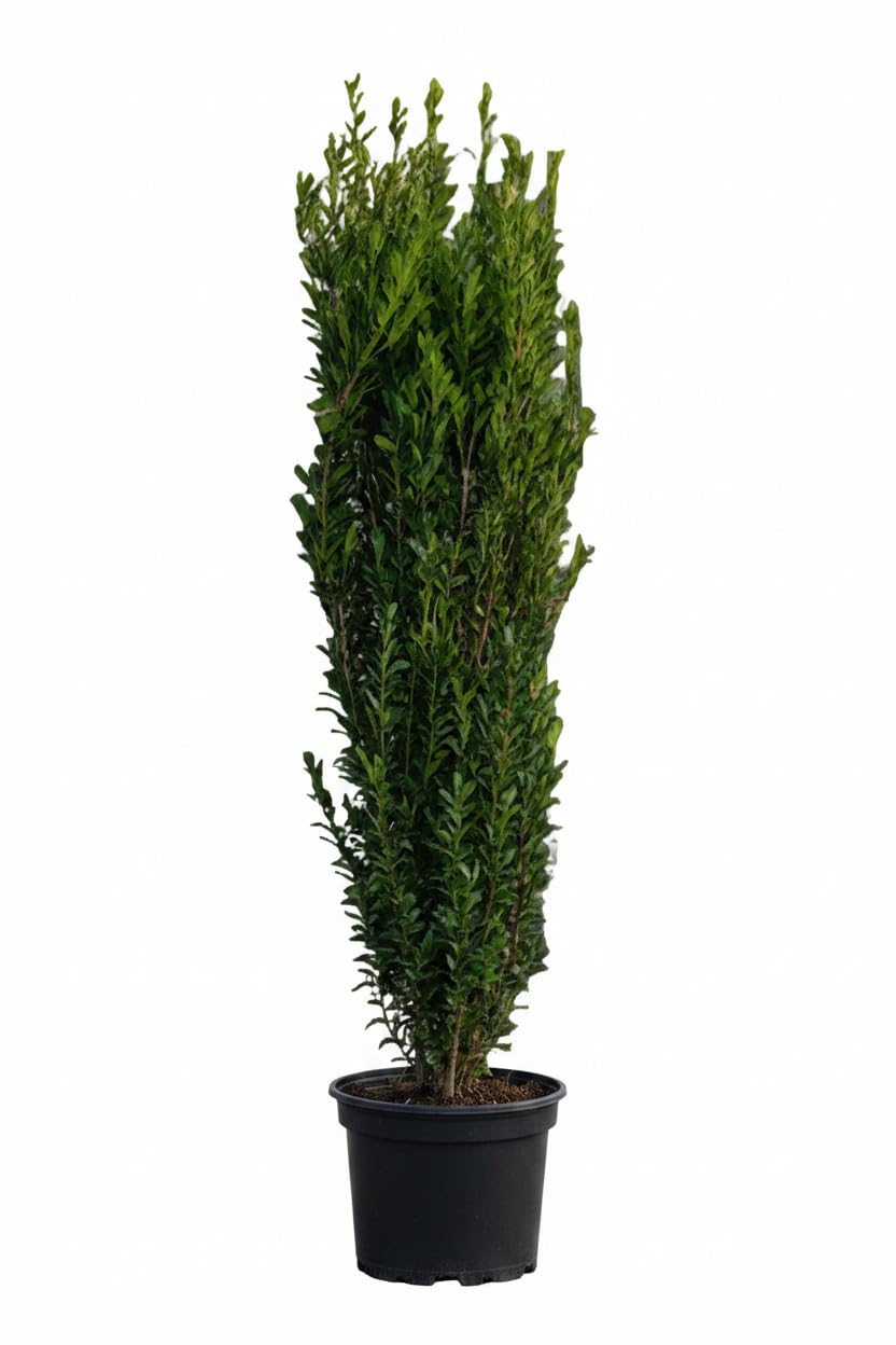 Ilex crenata Fastigiata Säulenilex 160–170 cm immergrün winterhart