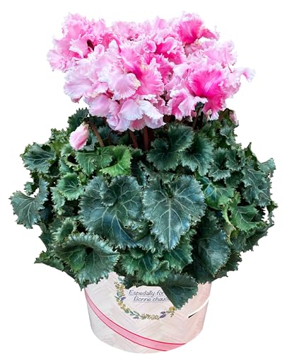 Ԃ̃Mtg VN Mtg v[g  A  a 6 sN `A