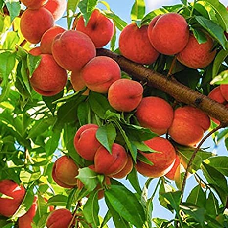Sweet Peach Fruit Grafted Healthy Plant "Special Variety" (Fruit After 2 Year) (B0BSDFNSJ6) Amazon Price History, Amazon Price Tracker