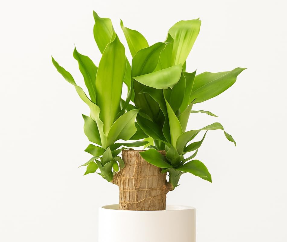 Brazilian Wood Plant – Live Tropical Houseplant for Home Décor | Low-Maintenance Indoor Plant | Air-Purifying Exotic Foliage | Perfect for Living Rooms, Offices & Gifts-image-40