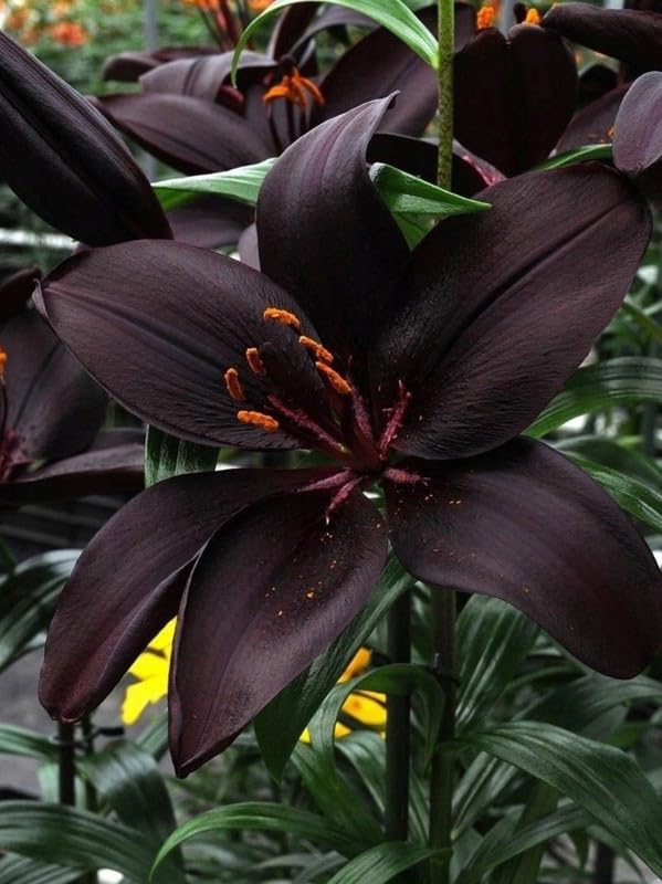 Oriental Lily Double flower bulb | dark brown Lily Aromatic Flower bulb For Indoor/Outdoor home Gardening Pack of 1 bulb-image-4