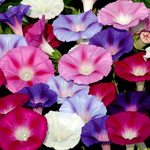 Morning Glory Seed Mix Ipomoea Seeds For Planting 30+ Flower Seeds Non-Gmo #TOP4