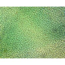 PS0061 Ulva Sea Lettuce Thallus; Whole-mount