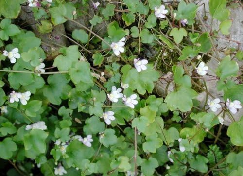 Miniatura 3 de 100 semillas de flor de vid de Cymbalaria Muralis de hiedra Kenilworth (hiedra y hojas de sapo)