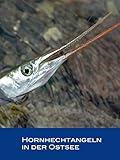  Angeln auf Hornhecht