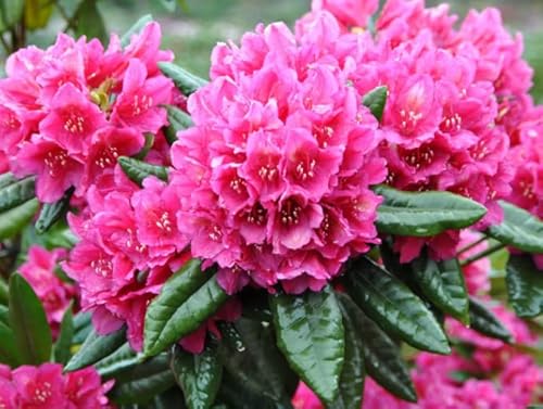 Notswoh-50 Mixed Azalea Seeds-Rhododendron Seeds-For Planting In Garden #TOP2