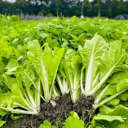 pak choi gemüsesamen alte sorten winterharte kübelpflanzen zimmerpflanzen kräuterpflanzen pflanzensamen dekopflanzen gemüsesaat balkonpflanzen winterhart pflanzenkübel kräutersamen 1200samen