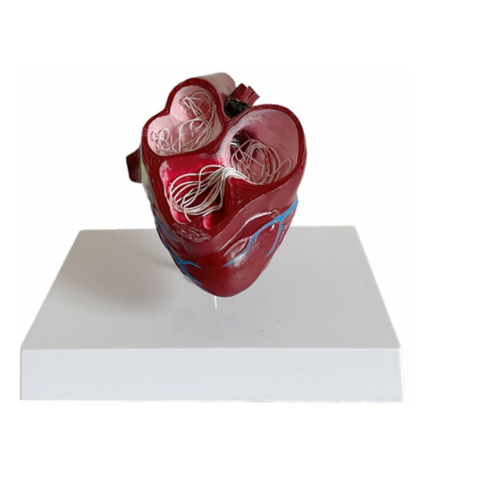 Modello di cuore canino con base, modello anatomico di filariosi del cane per anatomia veterinaria, supporto anatomico di organi animali per studio, istruzione e insegnamento in ambito veterinario