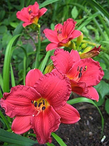 Cranberry Baby Daylily: 10 Bareroot Hemerocallis 1-2 Fans Tennessee Grown