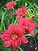10 Bareroot Hemerocallis Cranberry Baby Daylily 1-2 Fans