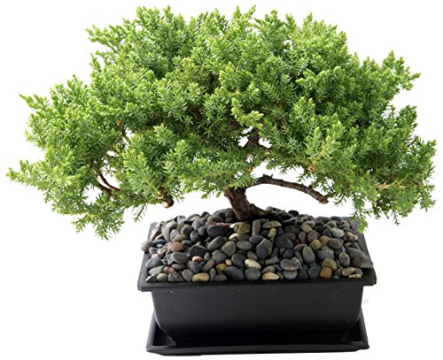 Kabloom Juniper Bonsai Tree In A 5x7 Inch Black Bonsai Pot With Accenting Rock Pebbles Indoor Outdoor Bonsai Plant Buy Online In Honduras Kabloom Products In Honduras See