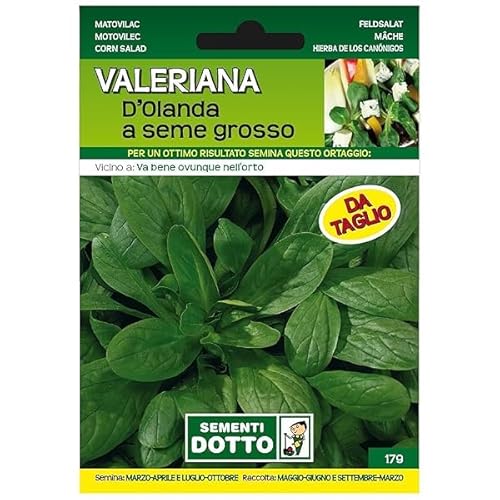 Sicignano | Semi Valeriana d’Olanda a Seme Grosso, Foglie Larghe e Spesse Colore Verde Scuro, Busta Extra - 1 Confezione da 5.5g, Semina da Marzo a Ottobre