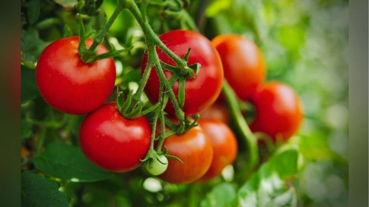 TOMATO SEEDS/HYBRID TOMATO SEEDS/TAMATAR KE BEEJ / (PACK OF 150) / ????? ?? ??? / SEEDS BY SWASTIK RYNOK (B09SVMQF54) Amazon Price History, Amazon Price Tracker