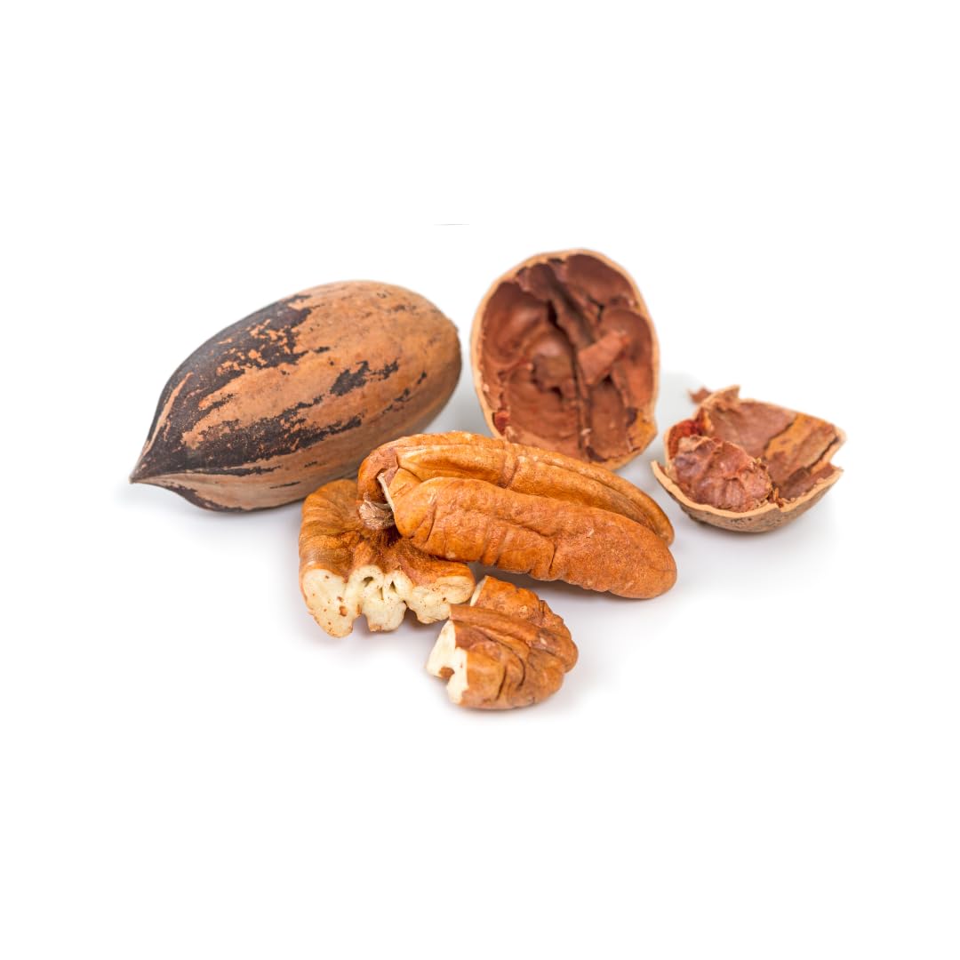 Noce Pecan Kiowa pianta da frutto età 4 anni | Vaso 25×28 cm Altezza 180 cm