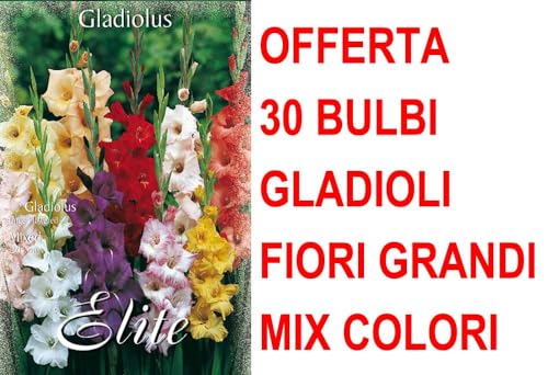 OFFERTA 30 BULBI GLADIOLI A FIORI GRANDI MIX DI COLORI BULBS