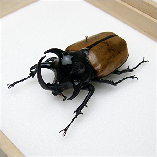 Amazon.co.jp: 虫の標本 ゴホンツノカブト Eupatorus gracilicornis