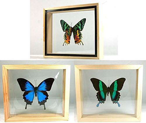 3 Double Side Glass Frame Real Beautiful Butterfly Display Insect Taxidermy Home Decor #01