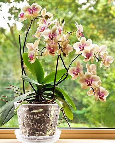 WDragon Clear Orchid Pot,11cm 14cm 17cm Plastic Plant Pots with Holes and Saucers,Nursery Pots for Orchid Repotting Kit (5 - Image 4