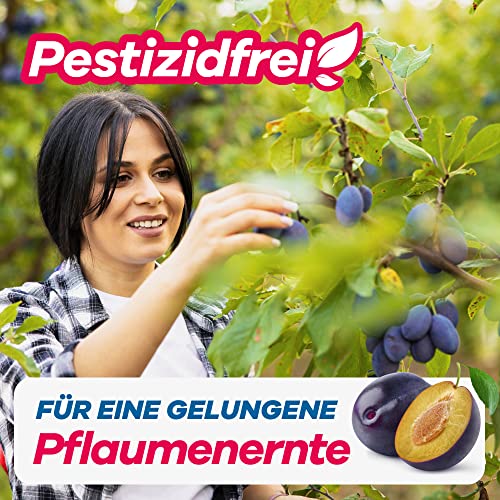 Bio Pflaumenwicklerfalle Pheromonfalle [2 Stück] für gesunde und wurmfreie Pflaumen - Attraktive Pflaumenmadenfalle sichert die Pflaumenbaum Ernte - Insektizidfrei & unauffällig für Plantagen 3