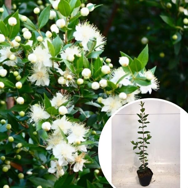 ペルシカリア金物メンバーサイン入り会場限定 ペルシカリア 金物